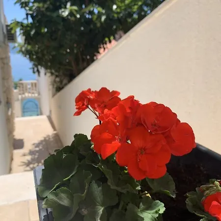 Orca Apartman *